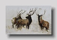 stags,sketch  watercolour